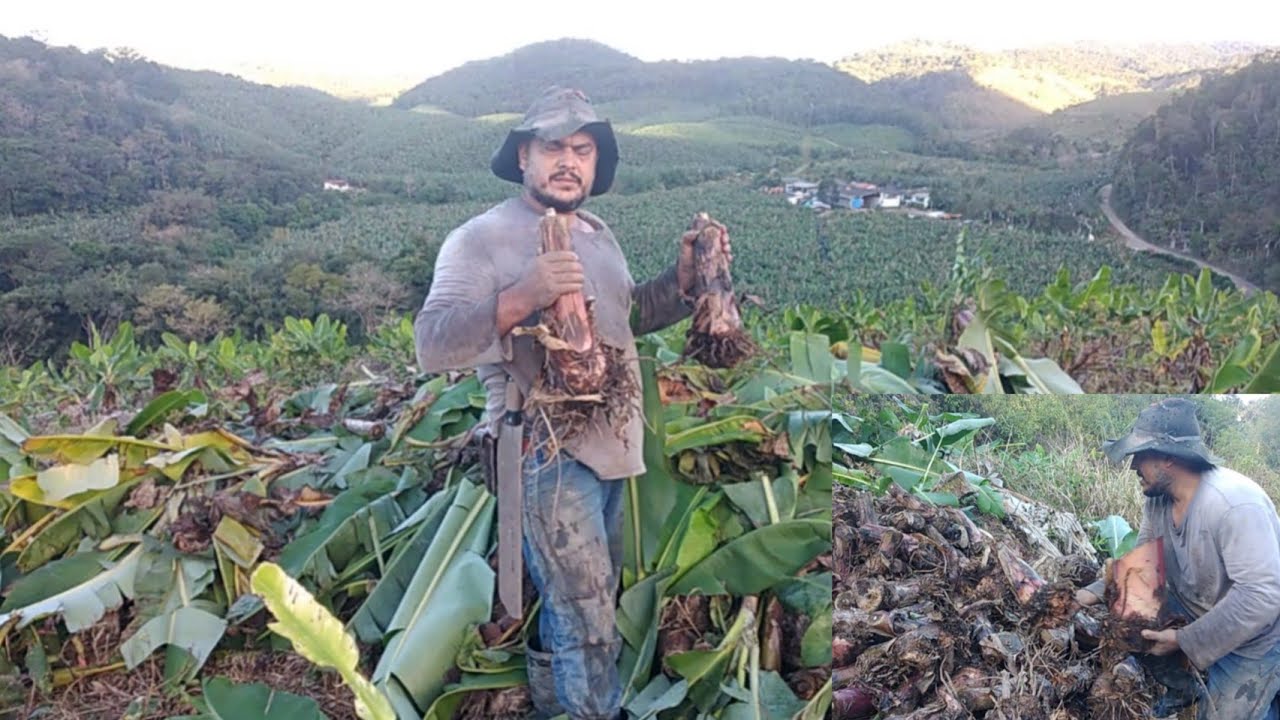 como tirar e a melhor mudas de banana pra fazer grandes  plantio