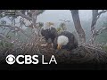 Thousands sign petition to stop Big Bear fireworks show for bald eagle family's safety