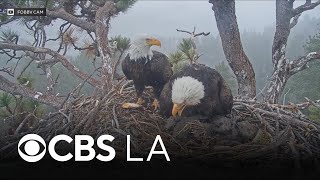 Thousands sign petition to stop Big Bear fireworks show for bald eagle family's safety