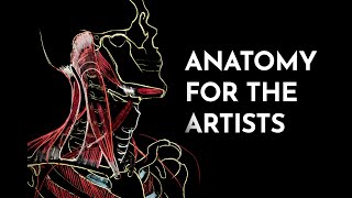 Anatomy for the artists. Preparation for the portrait (painting or drawing) screenshot 5