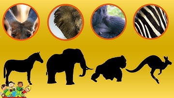Guess the Animal Game and Learning to Count Animals