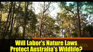 Will Labor's Nature Laws Protect Australia's Wildlife? | Political Analysis