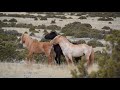 Two stallions fighting to establish dominance on the Mustang Flats at the Bighorn Canyon