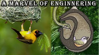 Incredible Ways Birds Builds their House #wildlife #animals #4k #birds