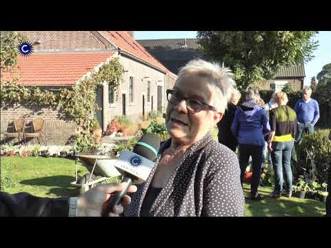 Video: Asters: Planten En Verzorgen In Het Open Veld, Groeien Uit Zaden, Water Geven