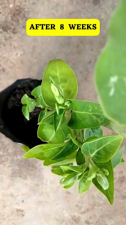 EASIEST AND SIMPLE WAY OF GROWING GULABBAS | MIRABILIS JALAPA (WHITE) PLANT FROM SEEDS #Shorts