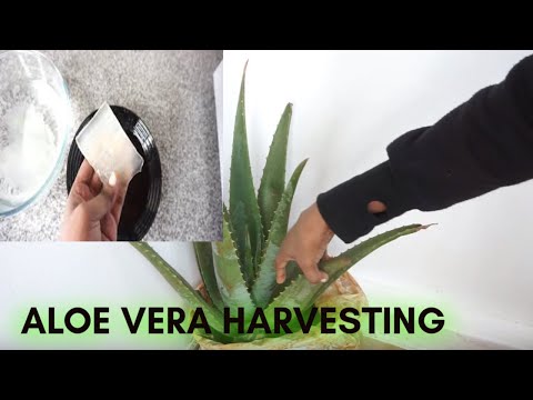 HOW TO HARVEST AND TO EXTRACT FRESH ALOE VERA