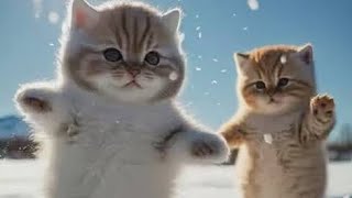 Funniest Animals 😄 New Funny Cats and Dogs Videos 2024 😹🐶 #108 #cat #dogs #funnyanimals