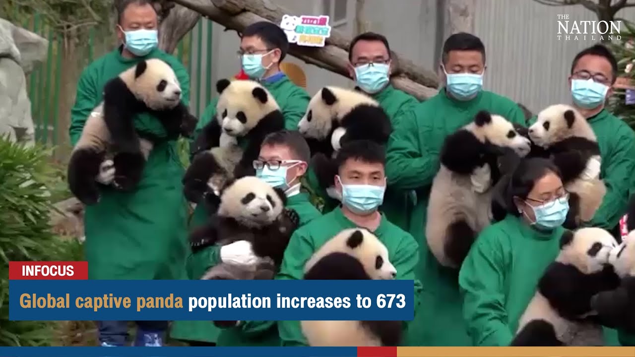 Global captive panda population increases to 673 The Nation YouTube