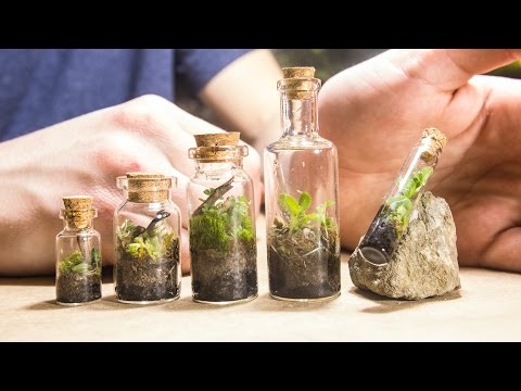 Making TINY Native Terrariums