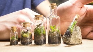 Making TINY Native Terrariums