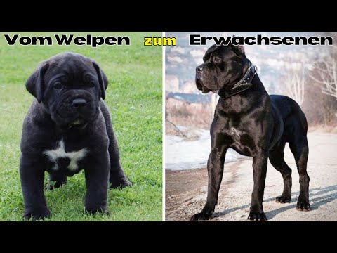 Video: 8 große Hunderassen, die große Babys sind