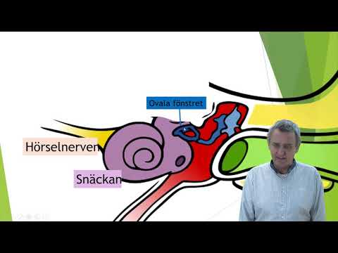 Video: Hörselorgan - Struktur, Funktioner, Sjukdomar, Behandlingsmetoder