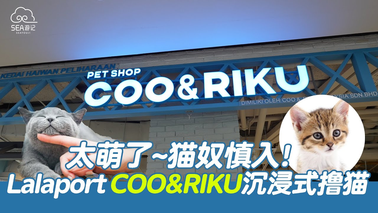 太萌了~猫奴慎入】吉隆坡Lalaport COO & RIKU 沉浸式撸猫！ - YouTube