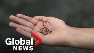 Mysterious packages of seeds from China being mailed around the world