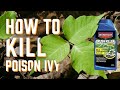 How to kill poison ivy