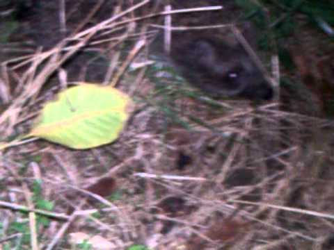 VIDEO0700