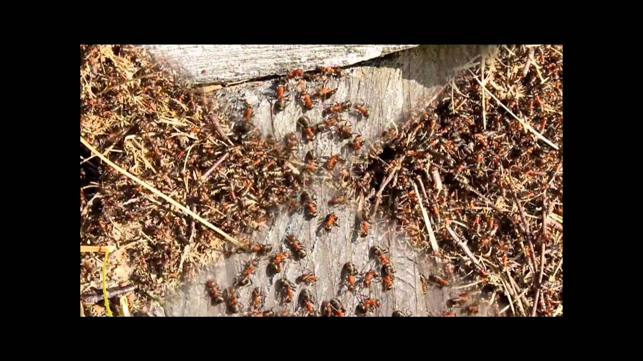 Rote Waldameise Youtube