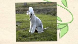 Bedlington Terrier  Temperament