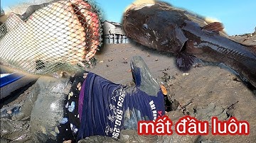 Chấn Động Cần Giờ Con Tôm Khủng Là Cá Ngát Biết Nói /Đạt Nguyễn Cần Giờ