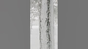 Beautiful Winter Ambience with Snow & Howling Wind