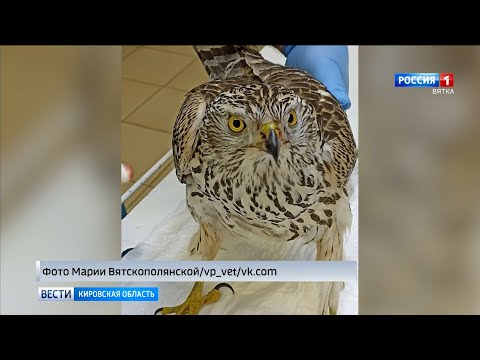 Жители Кировской области спасли травмированного ястреба (ГТРК Вятка)