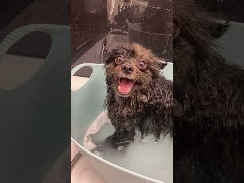 Pomeranian grooming!