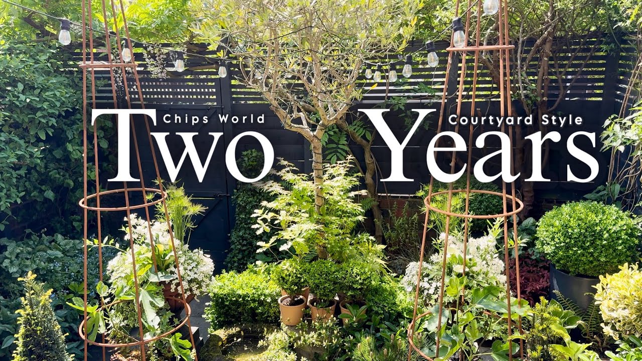 Two Years Styling my Tiny Courtyard #courtyardgarden #courtyarddesign #tinygarden