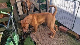 Brembo the Naughty Dogue de Bordeaux Puppy...covered head to tail in fox poo