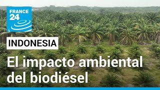 En Indonesia, la industria del biodiésel contribuye a la deforestación • FRANCE 24 Español