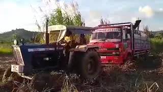 Isuzu 6BG1-2 stuck in muddy sugar cane farm and pulling by two tractor 🚜