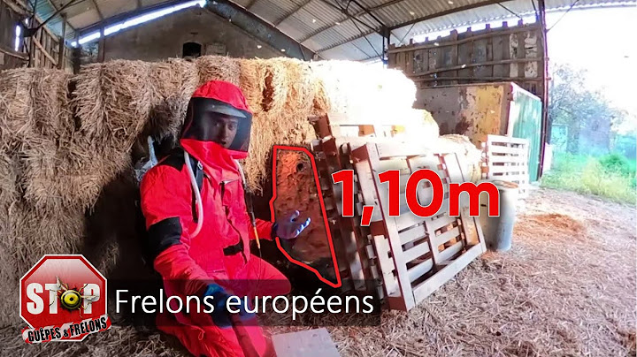 Énorme nid de frelons européens de plus de 1 mètre !!! Avec Jérôme Sicard