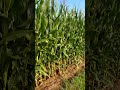 Maizales sin duda alguna este maizal se encuentra entre los mejores maizales que les mostré