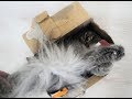 CRAZY & Funny Persian CAT 💖😻😻😻💖 の動画、YouTube動画。