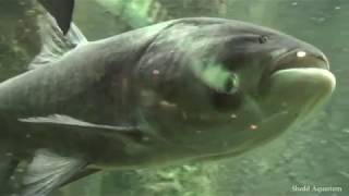 The Great Lakes On The Brink: Invasive Species