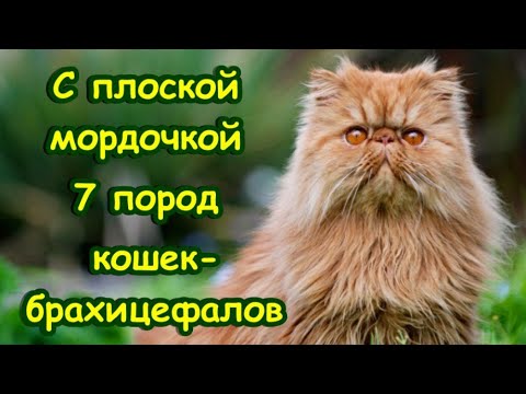 Video: Several methods of how to remove fleas from a kitten