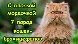 С Плоской Мордой  7 Пород Кошек Брахицефалов With A Flat Muzzle 7 Cat Breeds Are Brachycephalic