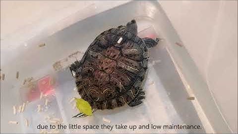 FINAL VIDEO. How is shell rot treated at Toa Payoh Vets?