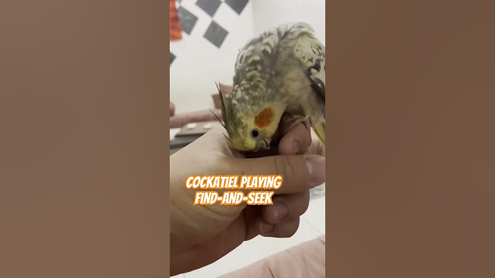 Sweet cockatiel playing hide-and-seek #parrot #bird #lovebird #pet #cute #shorts #fyp