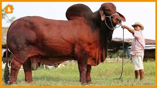 Top 10 Biggest Bulls in the World - You Won't Believe Their Size! | Pets Guideline by Pets Guideline 78 views 1 year ago 9 minutes, 40 seconds