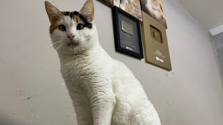 20 cute cats Friday live stream