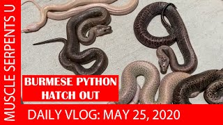 BURMESE PYTHON CLUTCH REVEAL! May 25, 2020