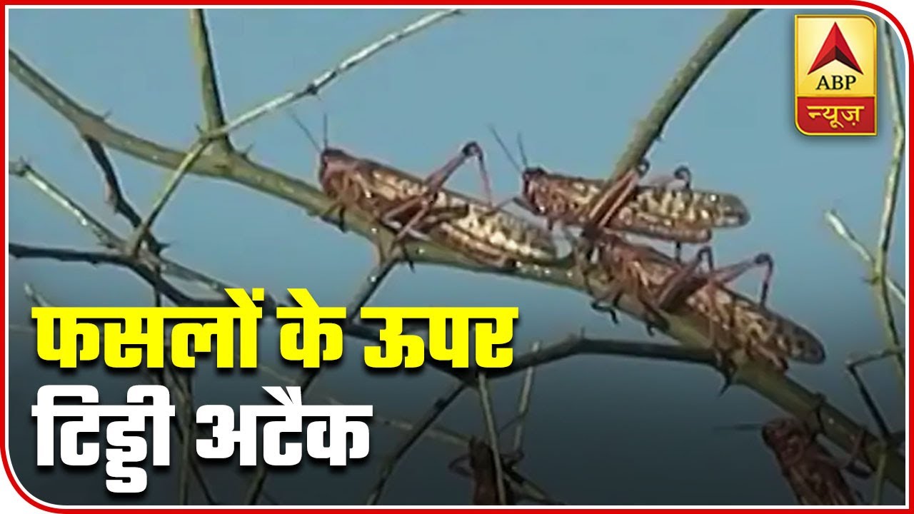 Locusts From Across The Border Trouble Farmers In Gujarat, Rajasthan | ABP News