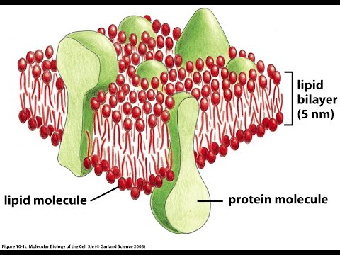 Video: ¿Qué determina la permeabilidad de una membrana celular?