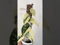 Scindapsus Mayari a true masterpiece of nature | OKANOKA.COM | Selling Tropical Plants & Houseplants