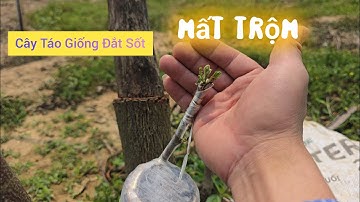 GIÁ CÂY TÁO ĐẮT SỐT CẢNH BÁO MẤT MÁT I  NÚI ĐỒI LỤC NGẠN