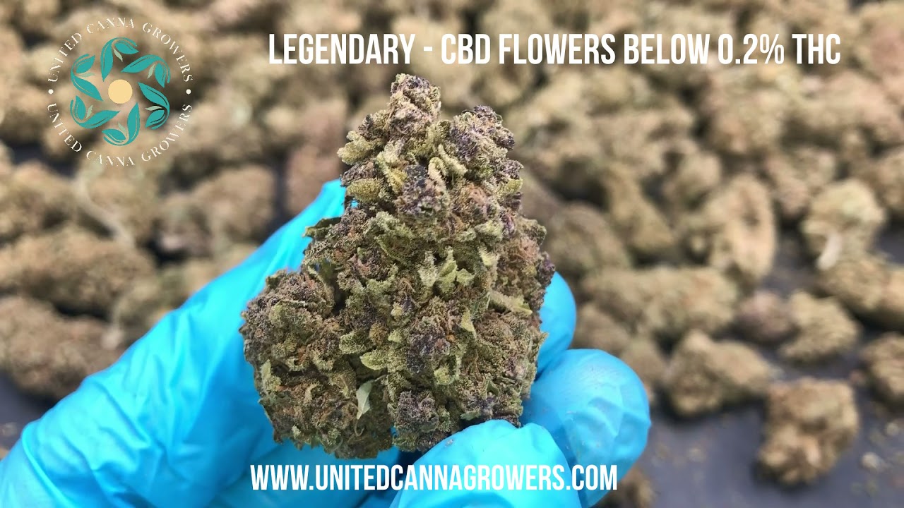 Legendary CBD below 0.2 THC High quality CBD flowers YouTube