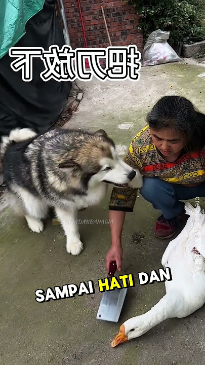Anjing Tak Mau Teman Angsanya Disembelih! 🥺