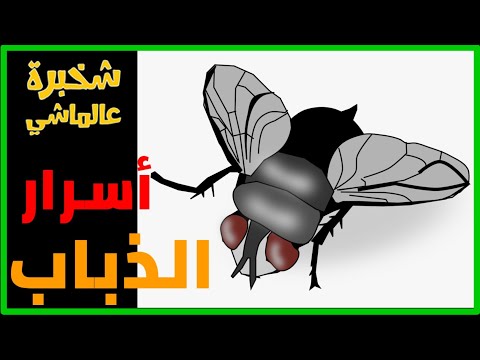 معلومات سريعه عن الذباب  الذباب