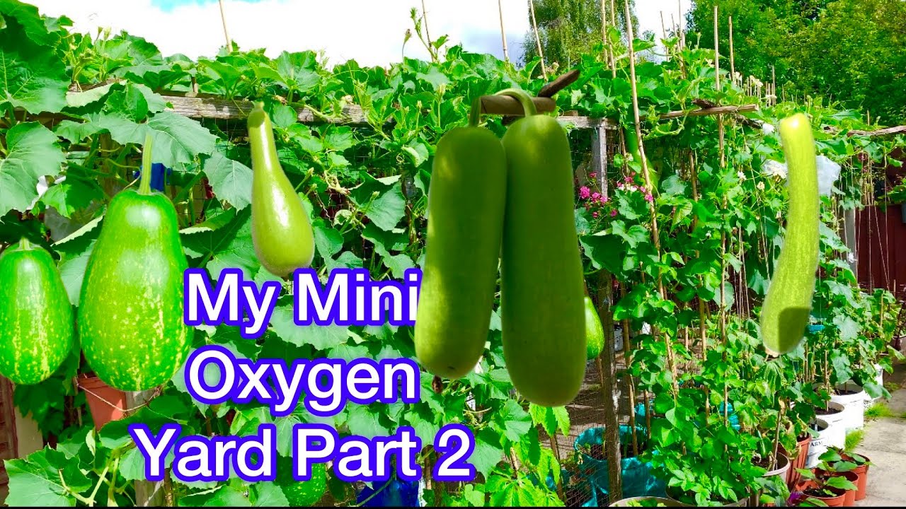 Full garden tour of bangla lau/Hyacinth beans many more Bangladeshi vegetableSHOKHER BAGAN 2023